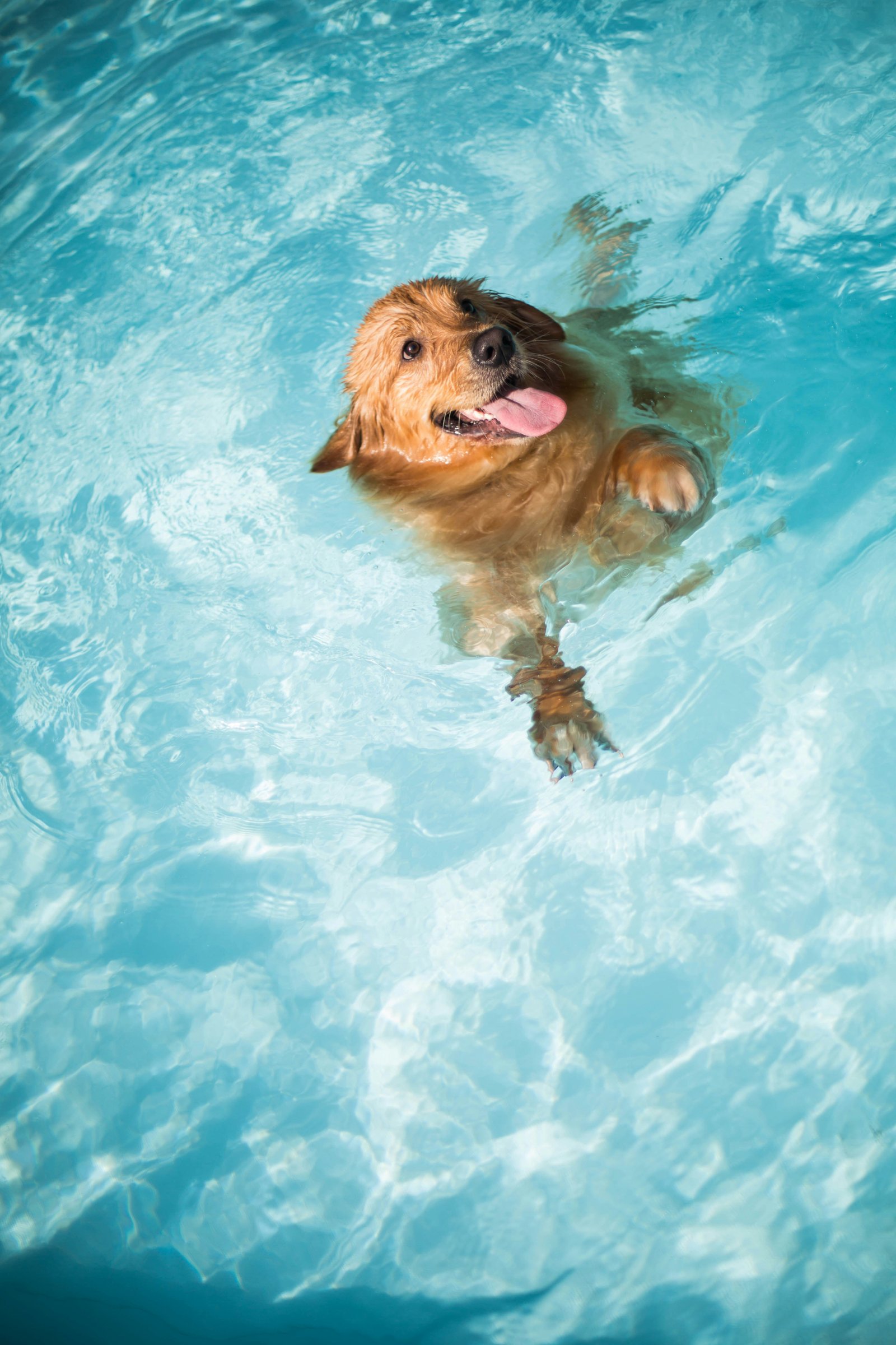 Pool lifestyle Rockland County